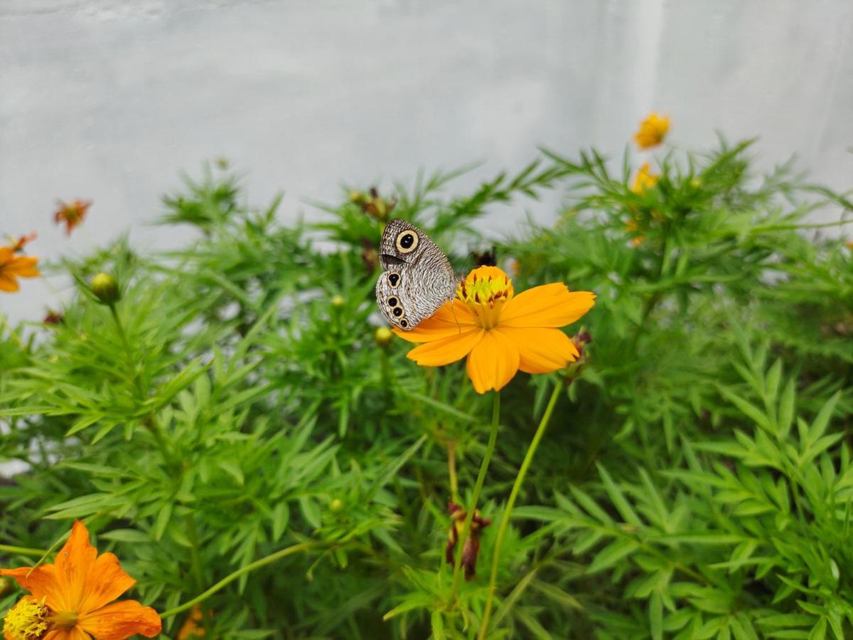 Ammus Villa Marari มาราริคุลาม ภายนอก รูปภาพ